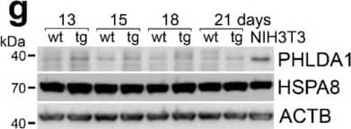 Western Blot: PHLDA1 Antibody [NBP1-84969] - Expression of pleckstrin-homology-like domain family A, member 1 (PHLDA1) in mouse testes. (a) Transcripts of Phlda1 & reference genes analyzed by RT-PCR in adult testes after heat shock performed in vivo & indicated recovery time. C—control, physiological temperature; HS—heat shock. (b) PHLDA1 protein level analyzed by western blot in testes of mice subjected to heat shock & indicated recovery time. HSPA8 was used as loading control; proteins were extracted with either RIPA or 2% SDS buffer. (c) Time-line of the appearance of different spermatogenic cells during the mouse postnatal development. (d) Transcripts of Phlda1 & reference genes analyzed by RT-PCR in testes of 11–46-day-old animals. (e) PHLDA1 protein level analyzed by western blot in testes of 11–46-day-old animals. ACTB was used as loading control; two anti-PHLDA1 antibodies (Ab1 & Ab2) were used; heavy chain IgG detected by the secondary anti-mouse antibody is marked with an arrow. (f) Transcripts of Phlda1 & reference genes analyzed by RT-PCR in testes of wild-type (wt) & aHSF1 transgenic (tg) mice at 13th, 15th, 18th, & 21st day of postnatal development (upper panel); fold change in Phlda1 expression quantified by RT-qPCR in testes of tg mice compared to wt mice of the same age (bottom panel; marked are minimum & maximum values). Asterisk indicates the statistical significance of differences (* p < 0.05). (g) PHLDA1 protein level analyzed by western blot in testes of wild-type (wt) & aHSF1 transgenic (tg) mice. ACTB & HSPA8 were used as loading controls. Image collected & cropped by CiteAb from the following publication (//pubmed.ncbi.nlm.nih.gov/31906015), licensed under a CC-BY license. Not internally tested by Novus Biologicals.