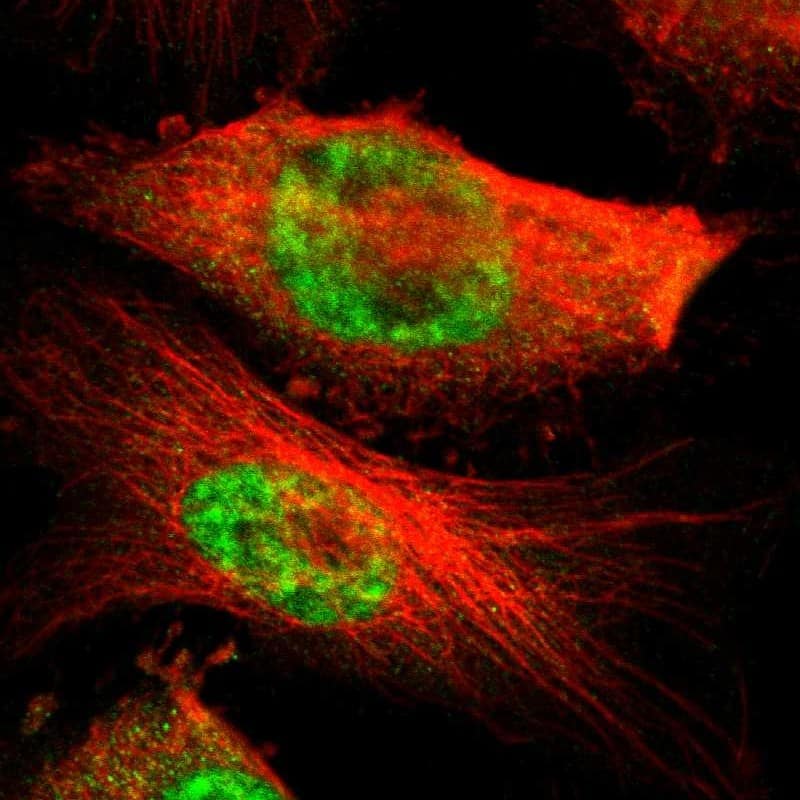 Staining of human cell line U-251 MG shows localization to nucleoplasm.