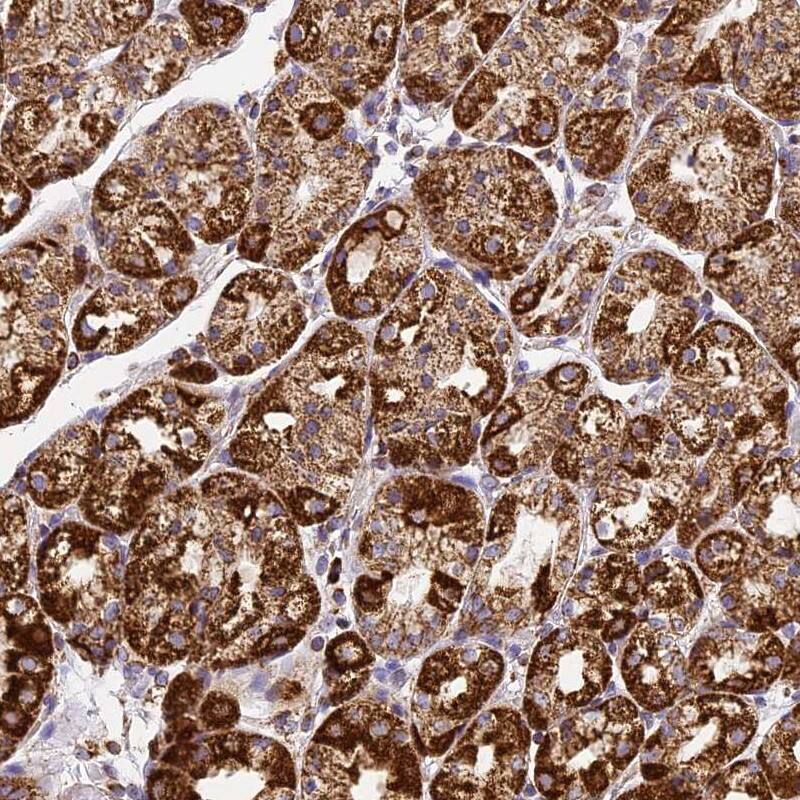 Staining of human stomach shows strong cytoplasmic positivity in glandular cells.