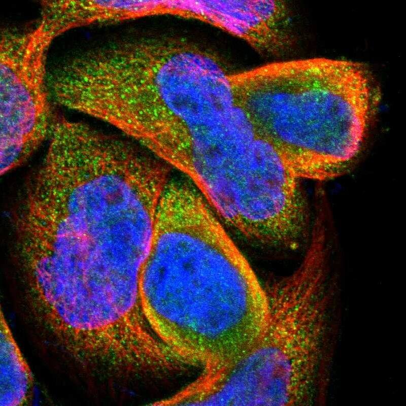 Immunocytochemistry/ Immunofluorescence DPP8 Antibody - BSA Free
