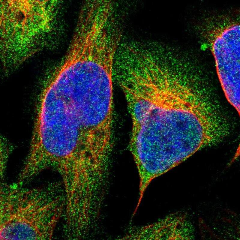 Immunocytochemistry/ Immunofluorescence PLAP Antibody - BSA Free