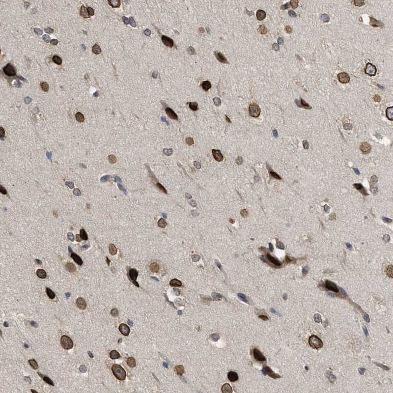 Staining of human cerebral cortex shows strong nuclear positivity in neuronal cells and glial cells.