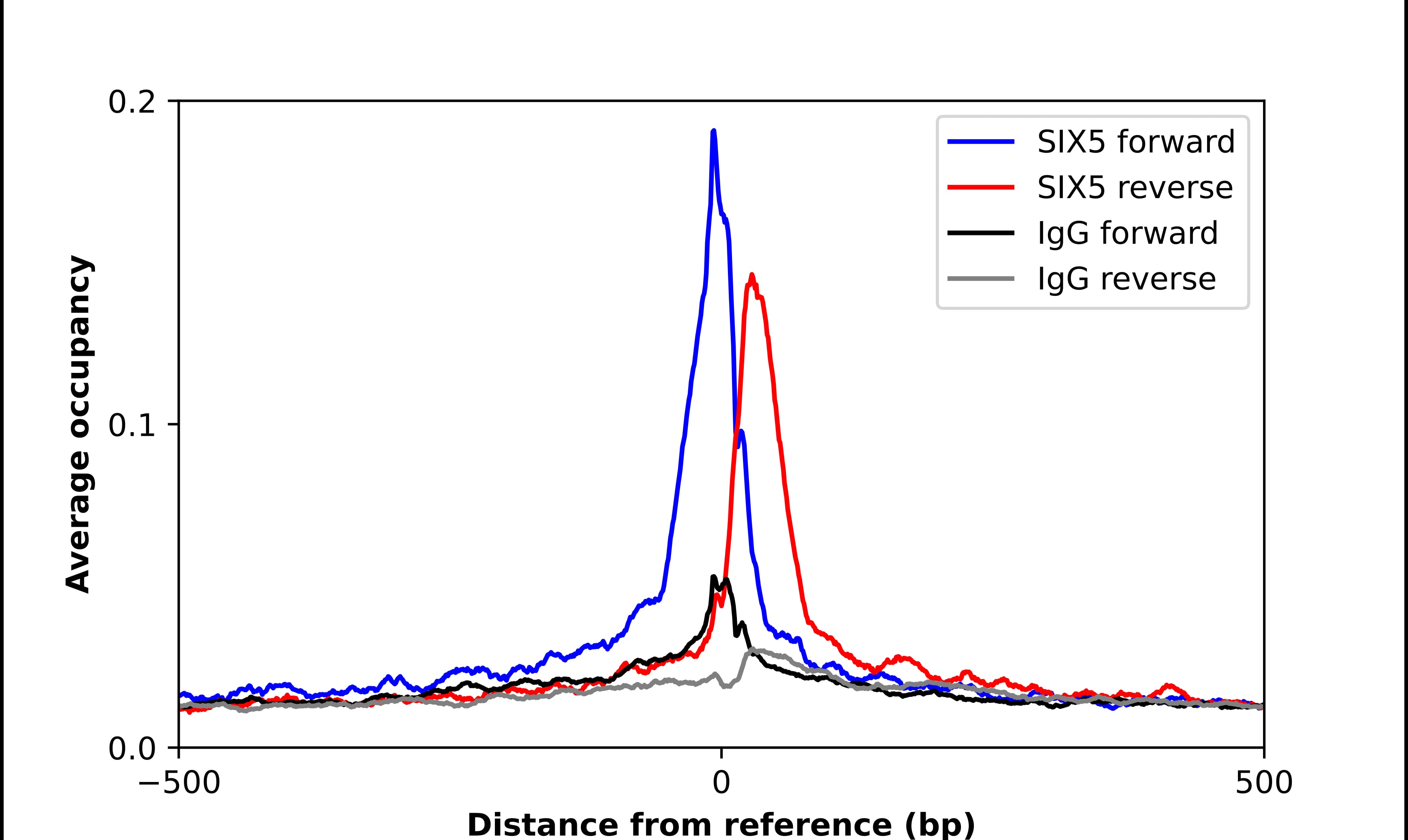 Chromatin Immunoprecipitation SIX5 Antibody - BSA Free