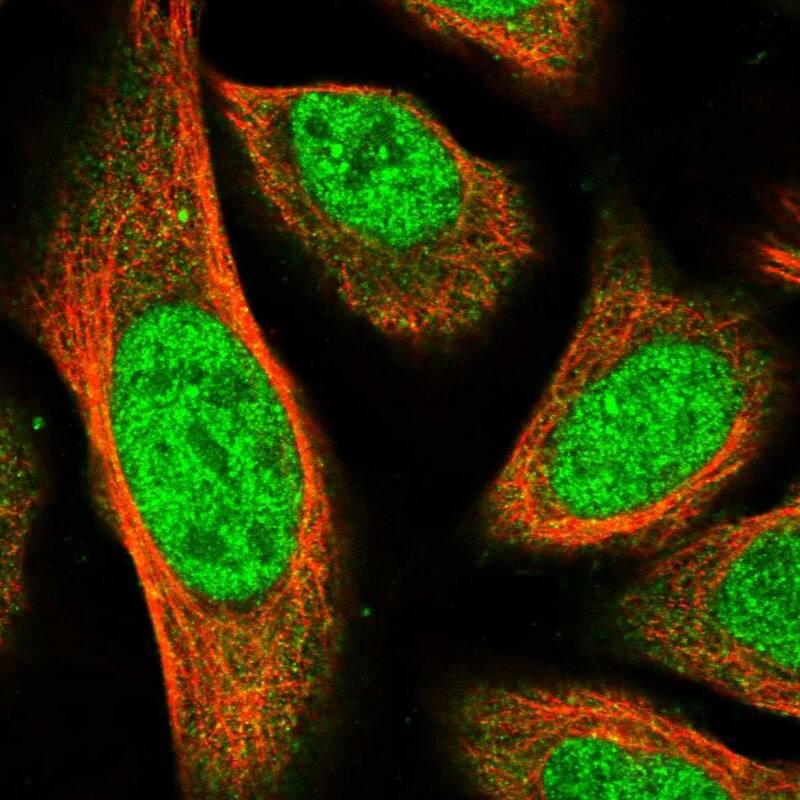Staining of human cell line U-2 OS shows localization to nucleoplasm & cytosol.