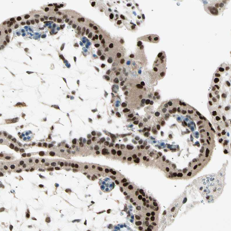 Immunohistochemistry-Paraffin RNF43 Antibody - BSA Free
