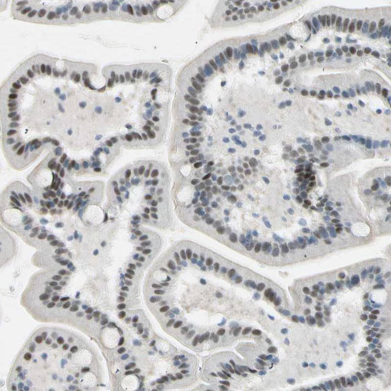 Staining of human duodenum shows moderate nuclear positivity in glandular cells.