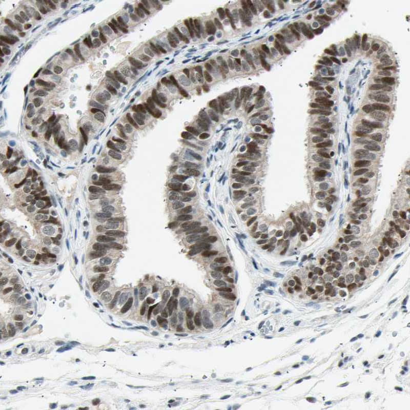 Staining of human fallopian tube shows moderate nuclear positivity in glandular cells.
