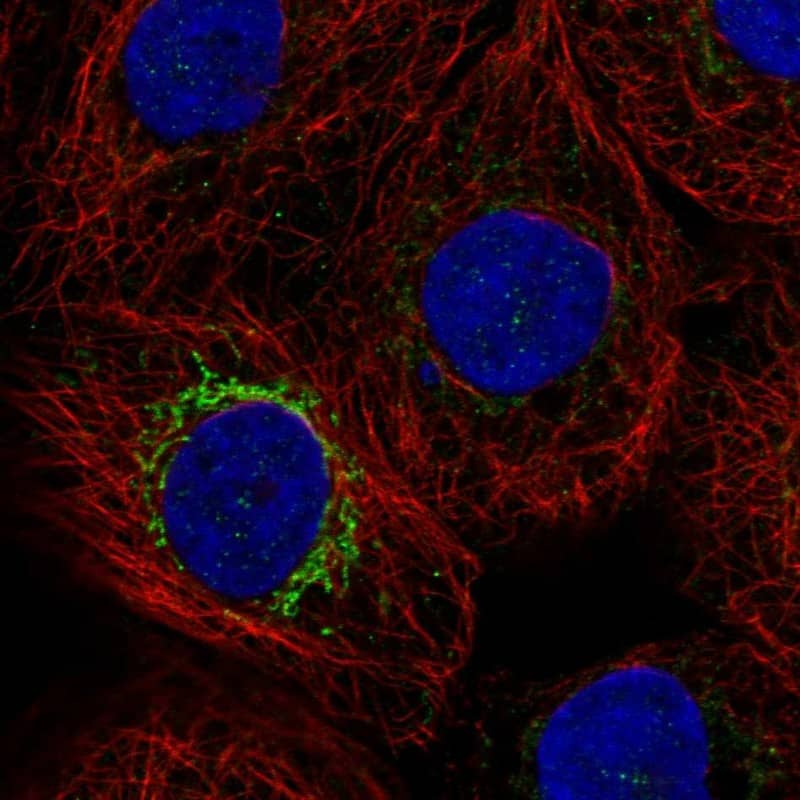 Immunocytochemistry/ Immunofluorescence MPP2 Antibody - BSA Free