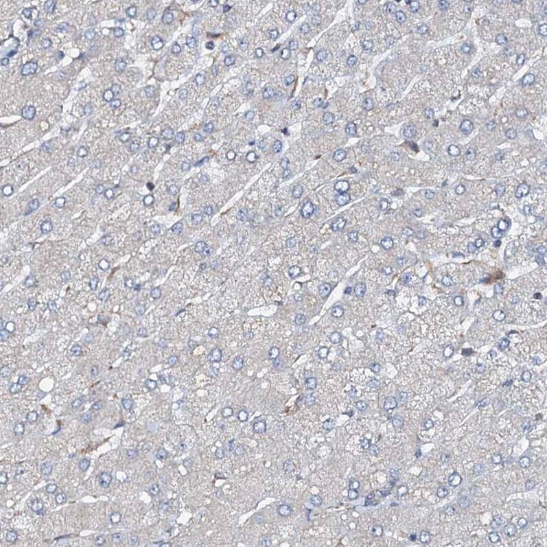 Immunohistochemistry-Paraffin FLYWCH1 Antibody - BSA Free