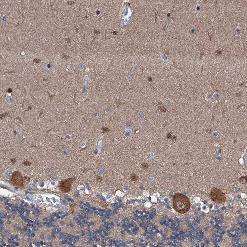 Immunohistochemistry-Paraffin FLYWCH1 Antibody - BSA Free