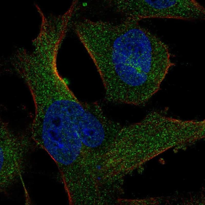 Staining of human cell line U-251 MG shows localization to cytosol & microtubule organizing center.