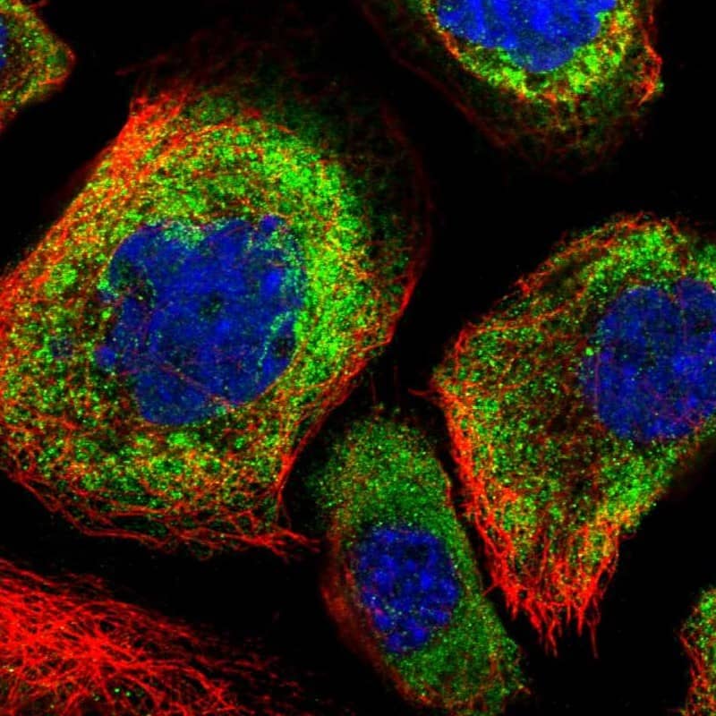 Immunocytochemistry/ Immunofluorescence OTUD5 Antibody - BSA Free