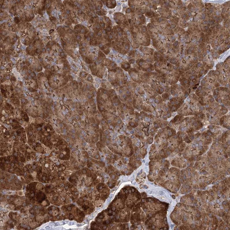 Immunohistochemistry-Paraffin PLEKHA7 Antibody - BSA Free