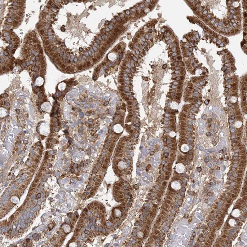 Staining of human duodenum shows strong cytoplasmic positivity in glandular cells.