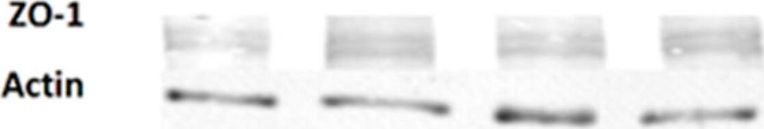 Western Blot Tight Junction Protein 1 Antibody - BSA Free