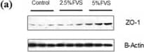 Western Blot: Tight Junction Protein 1 Antibody [NBP1-85047] - Effects of dietary Flammulina velutipes stem waste (FVS) inclusion on the relative expression of tight junction proteins in jejunum of growing pigs. a The relative expression of ZO-1 in jejunum of growing pigs fed control & 2.5% or 5% FVS diets. b The relative expression of occludin in jejunum of growing pigs fed control & 2.5% or 5% FVS diets. c The relative expression of claudin-1 in jejunum of growing pigs fed control & 2.5% or 5% FVS diets. Values are means (3 pigs per treatment) with standard errors represented by vertical bars. *P < 0.05, **P < 0.01 Image collected & cropped by CiteAb from the following publication (//pubmed.ncbi.nlm.nih.gov/32391146), licensed under a CC-BY license. Not internally tested by Novus Biologicals.