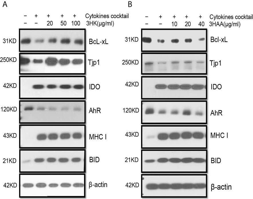 Western Blot: Tight Junction Protein 1 Antibody [NBP1-85047] - Protective role of 3HK & 3HAA in TEC stimulated with cytokines. Primary human renal TEC pre-incubated with different doses of 3HK or 3HAA overnight; the cells are challenged with the cytokine cocktail (15 nM IFN gamma , 6 nM TNF alpha , & 3 nM IL1 beta ) for 24 h; protein expression was assayed with Western blot: (A, B) 3HK & 3HAA cannot reverse IDO, MHC I, BID expression induced by cytokines. 3HK & 3HAA effectively restore Bcl-xL & Tjp1 expression. 3HAA shows its different function in up-regulation of AhR expression in TEC in inflammatory conditions. (C) Qualification of protein expression in TEC challenged with cytokine cocktail in the presence of 3HK. ***P < 0.0001 versus cell treated with Cyto. (D) Qualification of protein expression in TEC challenged with cytokine cocktail in the presence of 3HAA. ***P < 0.0001, ****P < 0.00001 versus cell treated with Cyto. Pairwise comparison of individual dose to control indicated same p-value. All Western blots are representative of three independent experiments; analysis is multiple one-way ANOVA. Image collected & cropped by CiteAb from the following publication (//pubmed.ncbi.nlm.nih.gov/34305900), licensed under a CC-BY license. Not internally tested by Novus Biologicals.