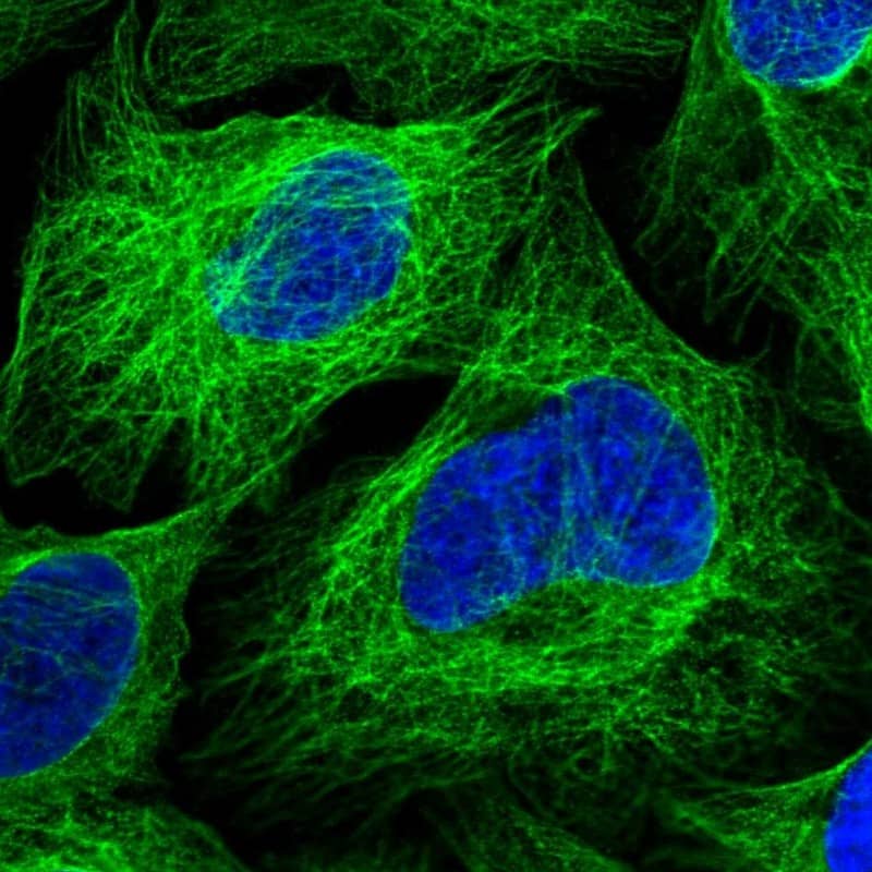 Staining of human cell line U-2 OS shows localization to microtubules.