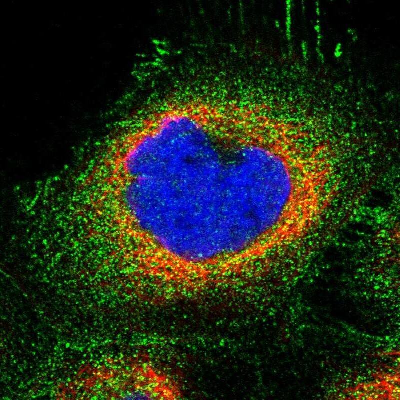 Immunocytochemistry/ Immunofluorescence ZNF783 Antibody - BSA Free