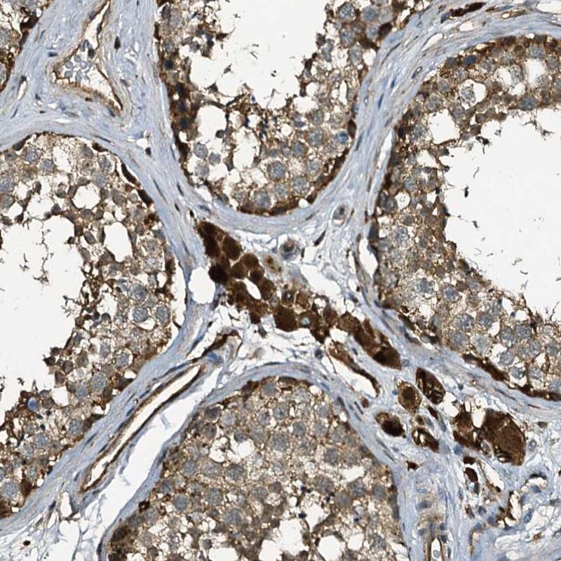 Staining of human testis shows strong cytoplasmic positivity in Leydig cells.