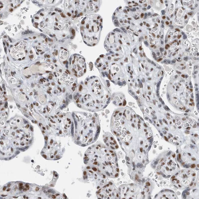 Staining of human placenta shows moderate to strong nuclear positivity in trophoblastic cells.