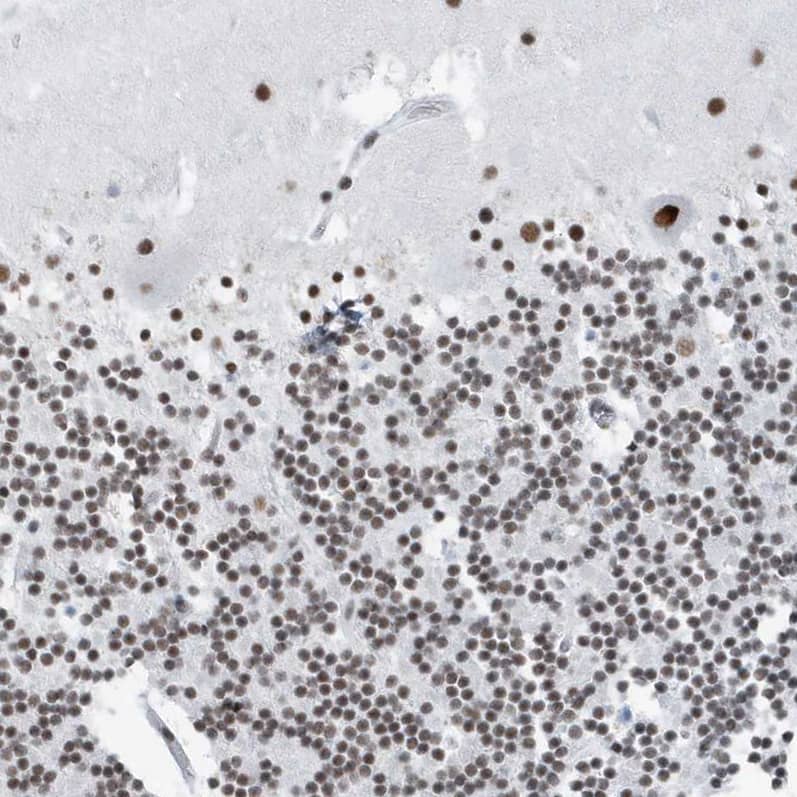 Staining of human cerebellum shows  strong nuclear positivity in all layers.