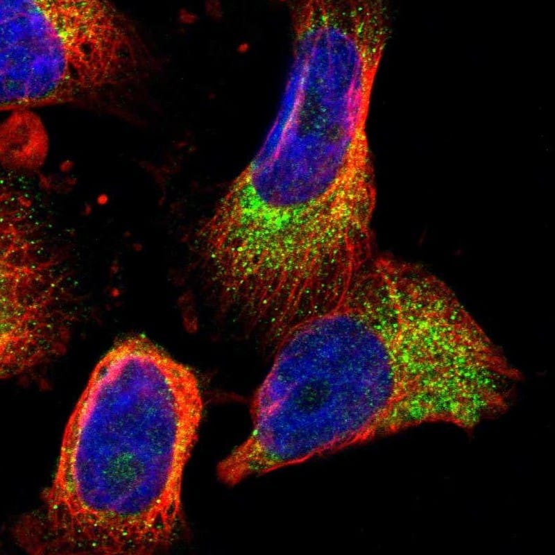 Immunocytochemistry/ Immunofluorescence PDCL Antibody - BSA Free