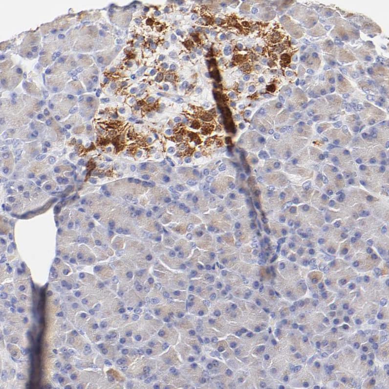 Staining of human pancreas shows strong granular cytoplasmic positivity in the islets of Langerhans.