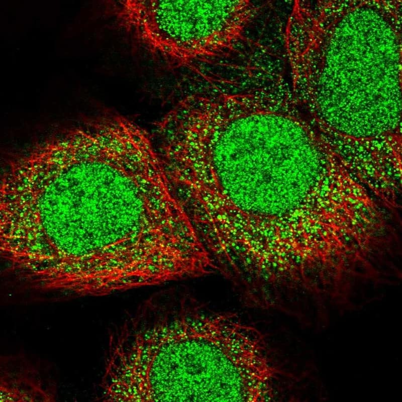 Immunocytochemistry/ Immunofluorescence LARP7 Antibody - BSA Free