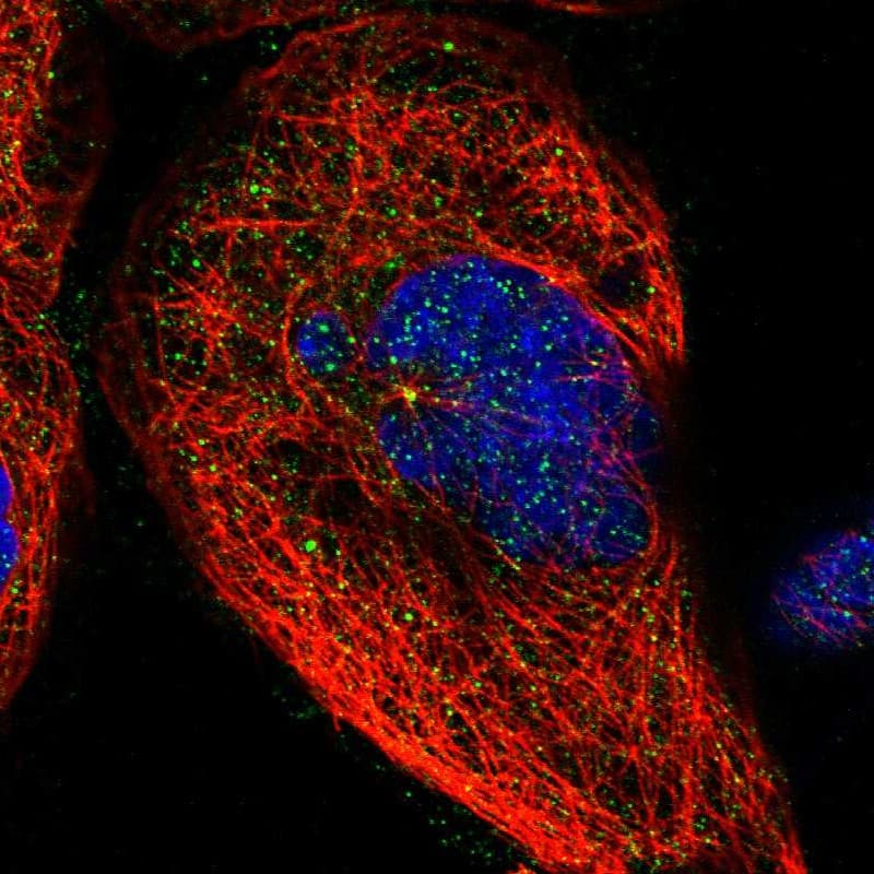 Staining of human cell line A-431 shows localization to centrosome.