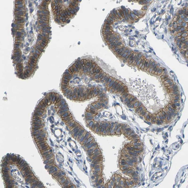 Staining of human fallopian tube shows strong membranous positivity in glandular cells.