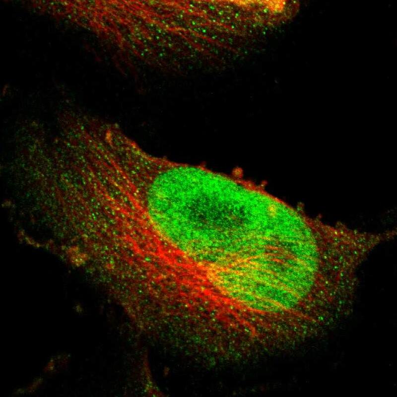 Staining of human cell line U-251 MG shows localization to nucleus.