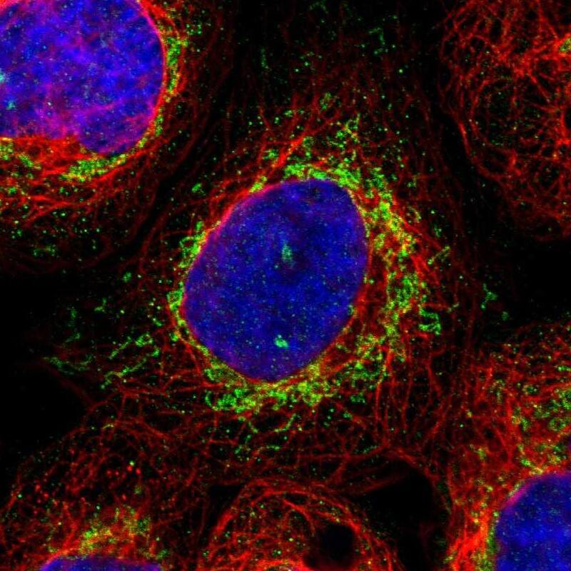 Immunocytochemistry/ Immunofluorescence GRPEL2 Antibody - BSA Free