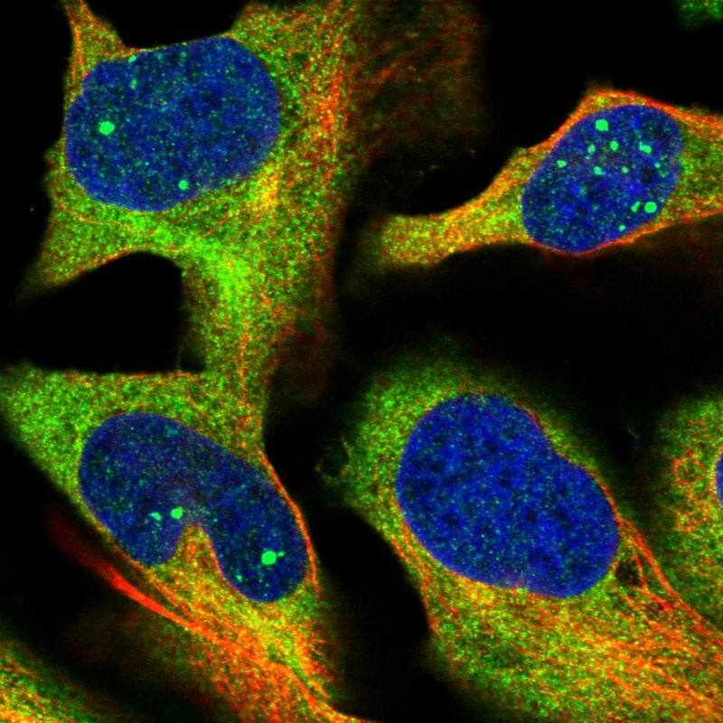 Immunocytochemistry/ Immunofluorescence HBS1L Antibody - BSA Free