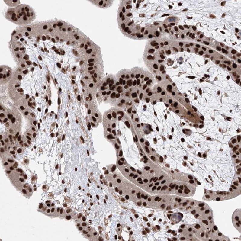 Staining of human placenta shows strong nuclear positivity in trophoblastic cells.