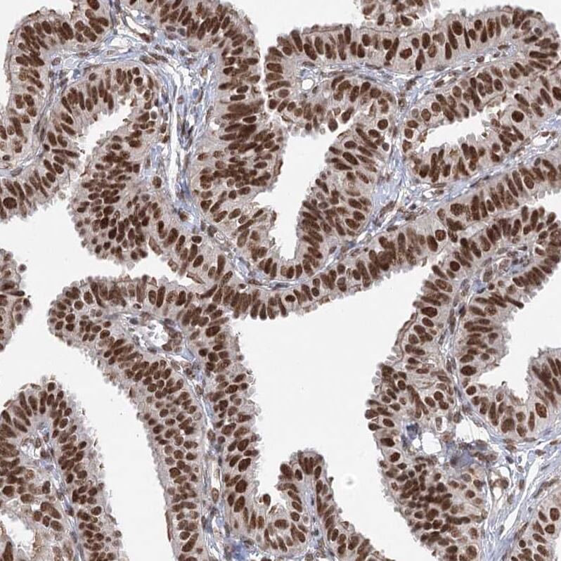 Staining of human fallopian tube show strong nuclear positivity in glandular cells.