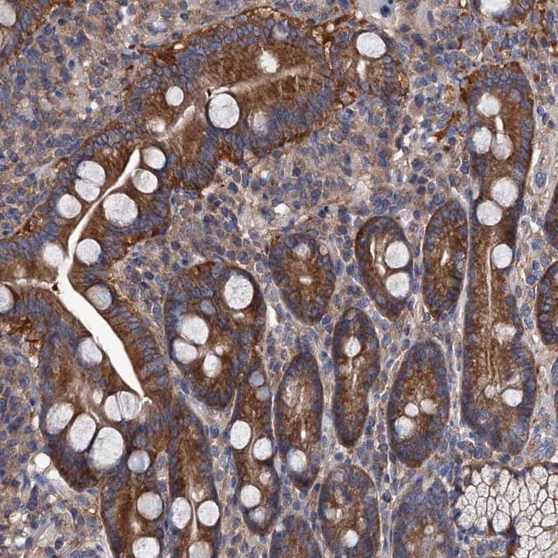 Staining of human duodenum shows strong cytoplasmic positivity in glandular cells.