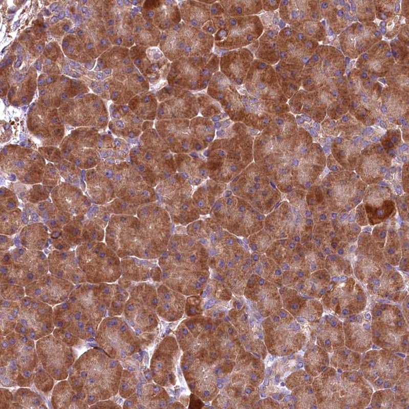 Staining of human pancreas shows strong cytoplasmic positivity in exocrine glandular cells.