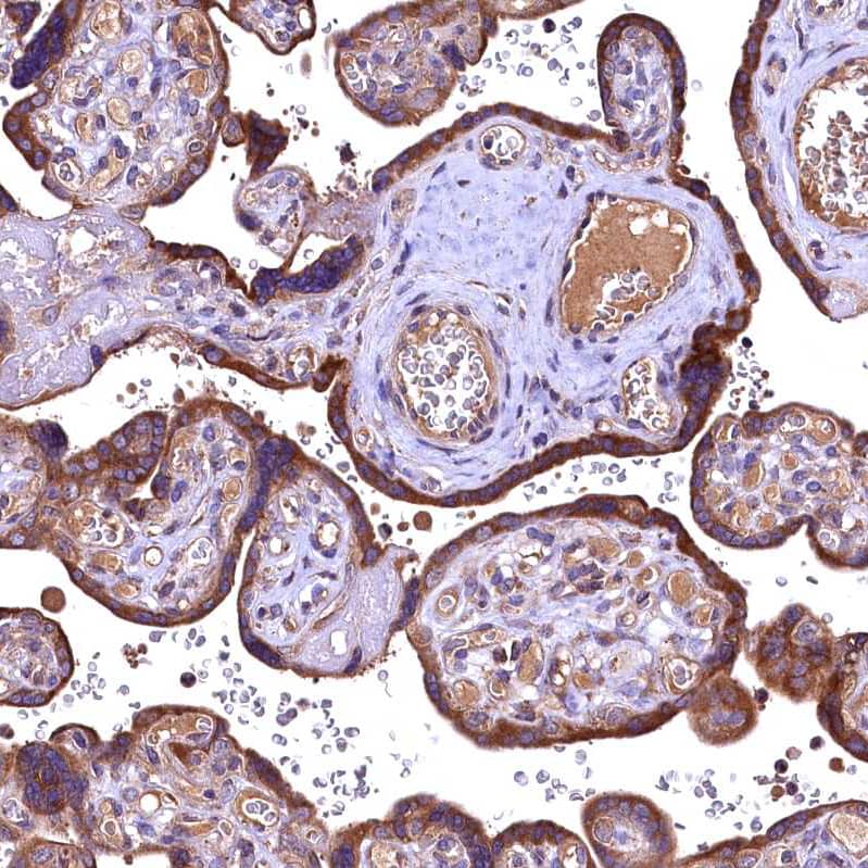 Staining of human placenta shows strong cytoplasmic positivity in trophoblastic cells.