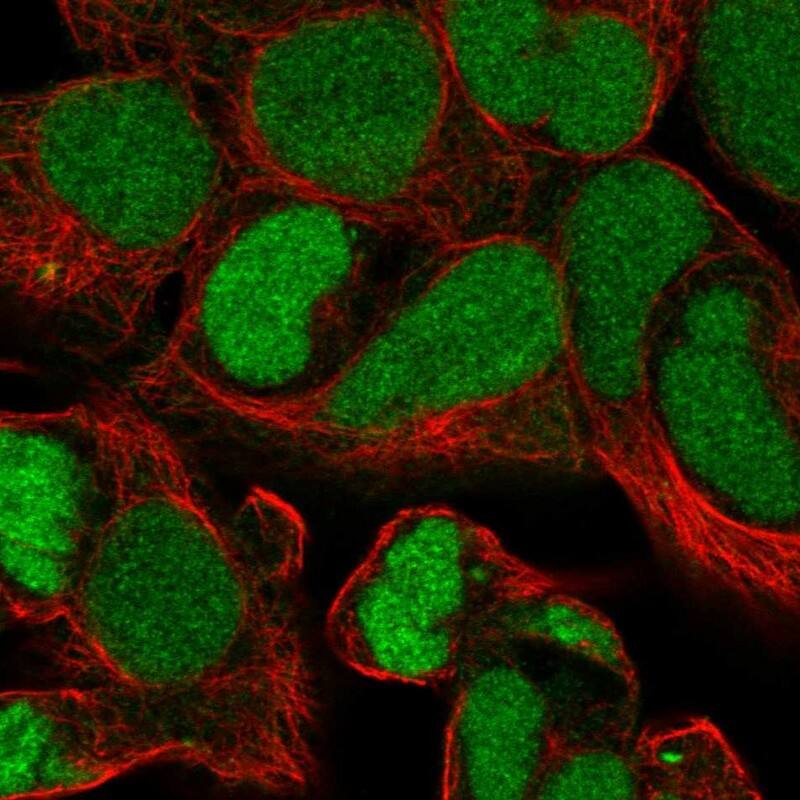 Staining of human cell line HEK 293 shows localization to nucleus.