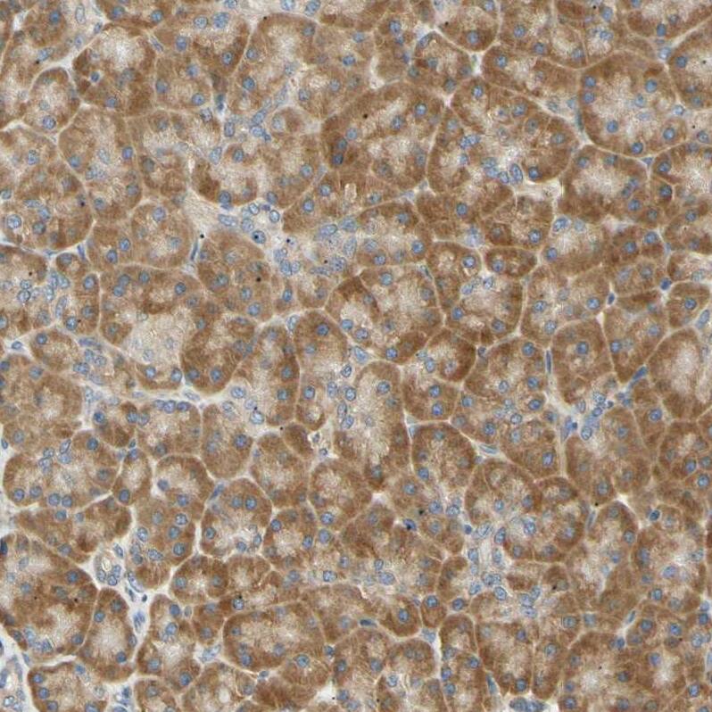 Staining of human pancreas shows strong cytoplasmic positivity in exocrine glandular cells.