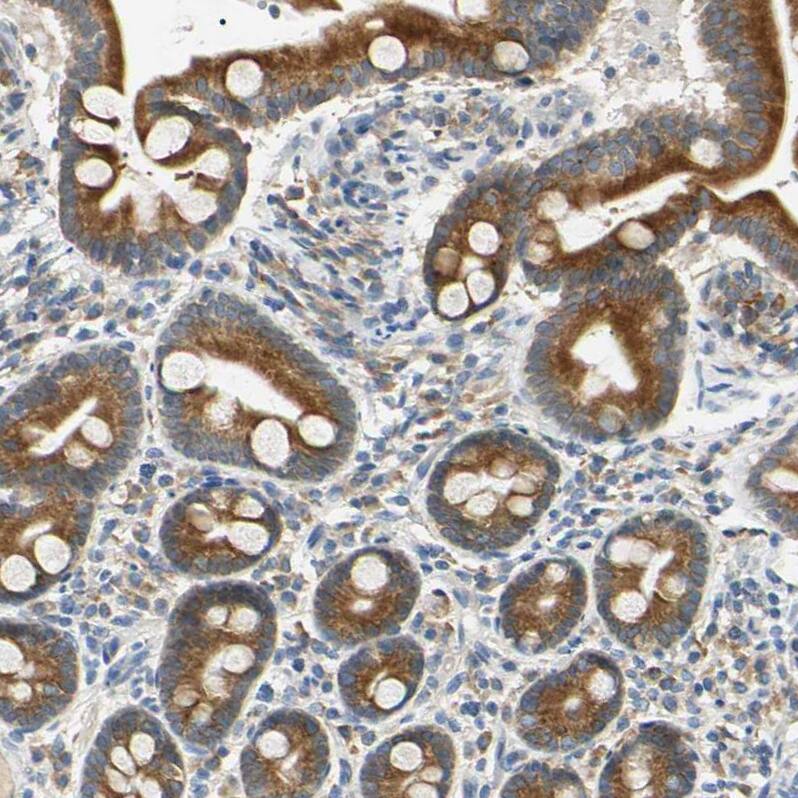 Staining of human duodenum shows strong cytoplasmic positivity in glandular cells.