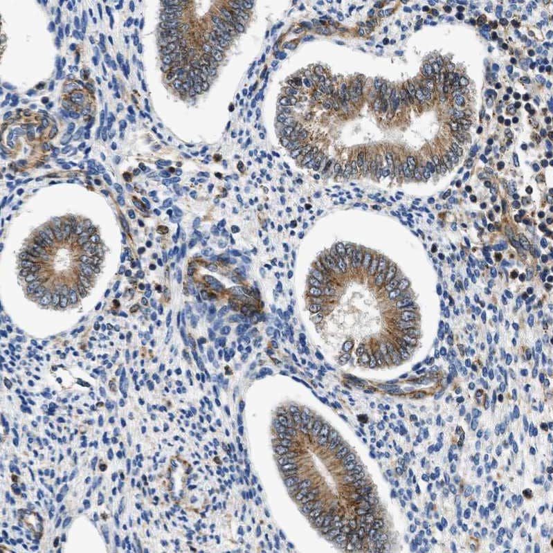 Staining of human endometrium shows moderate cytoplasmic positivity in glandular cells.