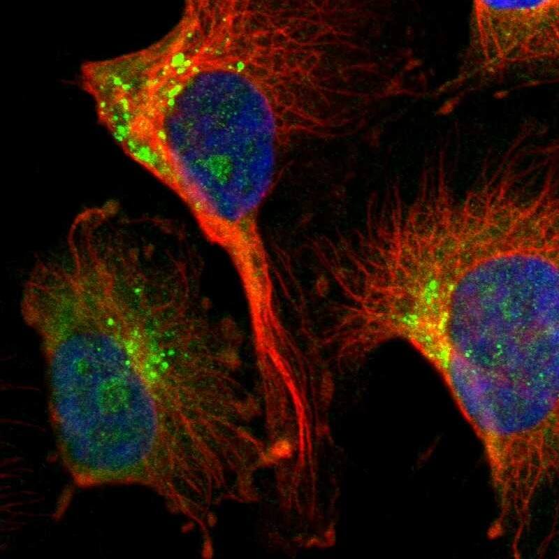Immunocytochemistry/ Immunofluorescence DIAPH-2 Antibody - BSA Free