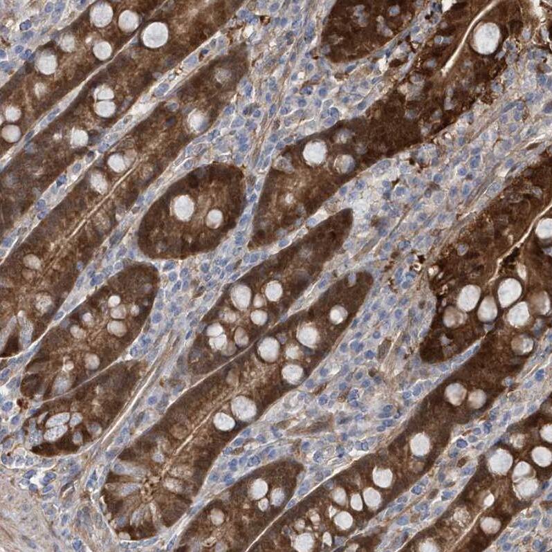Staining of human duodenum shows moderate to strong cytoplasmic positivity in glandular cells.