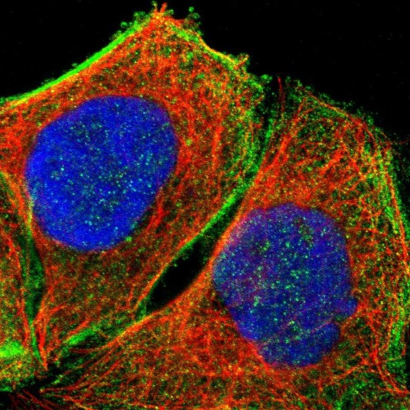 Staining of human cell line A-431 shows localization to cytosol & actin filaments.