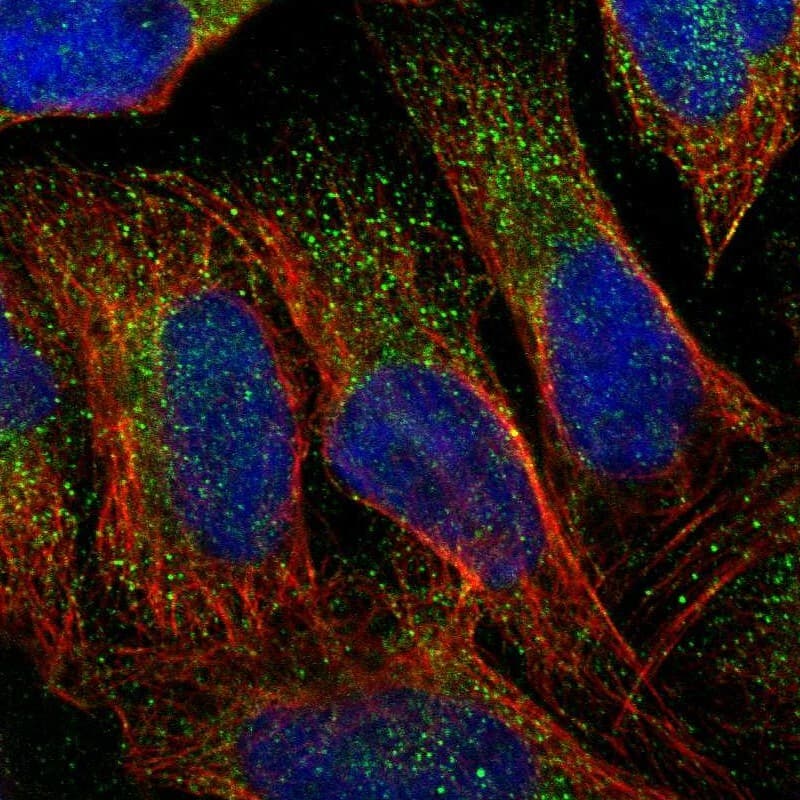 Immunocytochemistry/ Immunofluorescence DERP6 Antibody - BSA Free