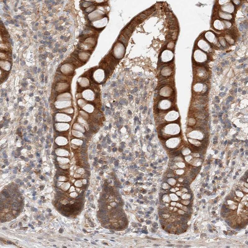 Staining of human small intestine shows moderate to strong cytoplasmic positivity in glandular cells.