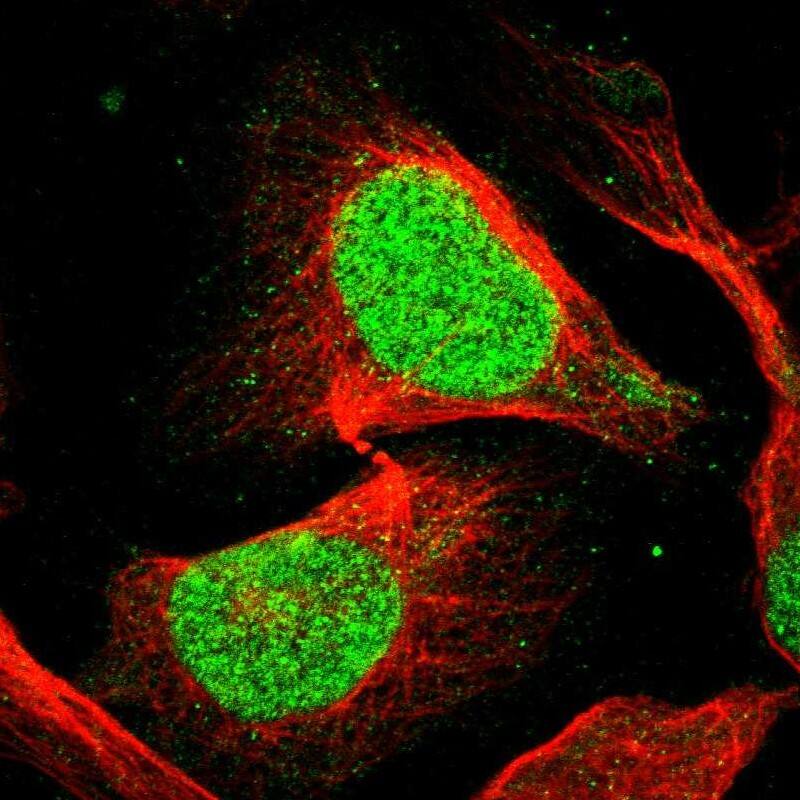 Staining of human cell line U-2 OS shows localization to nucleoplasm.