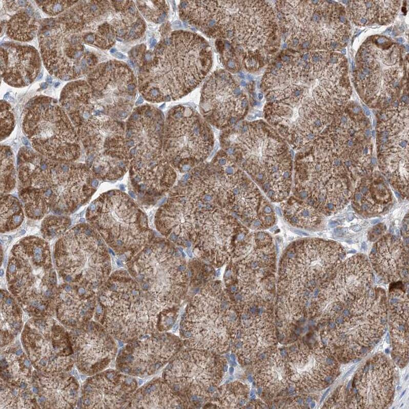 Staining of human stomach shows moderate granular cytoplasmic positivity in glandular cells.